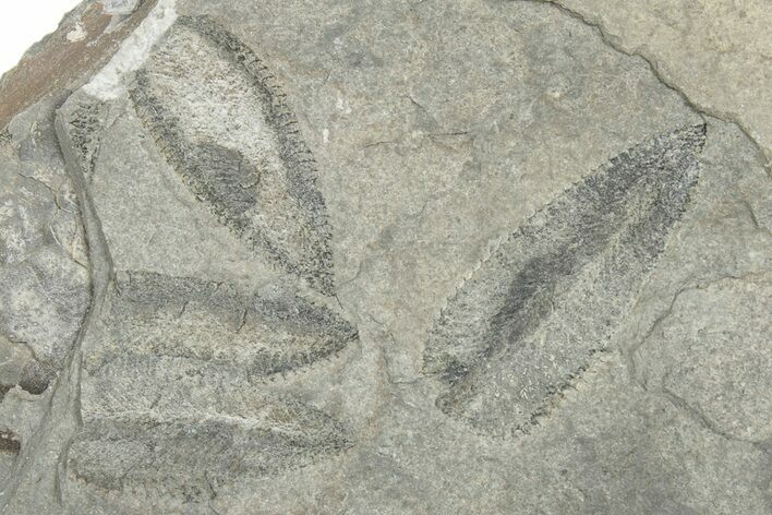 Plate of Ordovician Graptolite (Phyllograptus) Fossils - Utah #271718